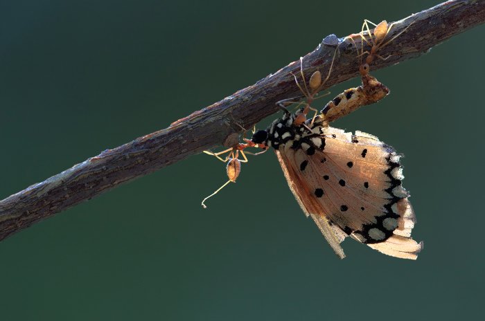 Não sei como Yudy Sauw faz essas macro fotografias. Não sei mesmo. Mas, gosto muito de como elas conseguem me deixar muito próximo do minúsculo mundo dos insetos.