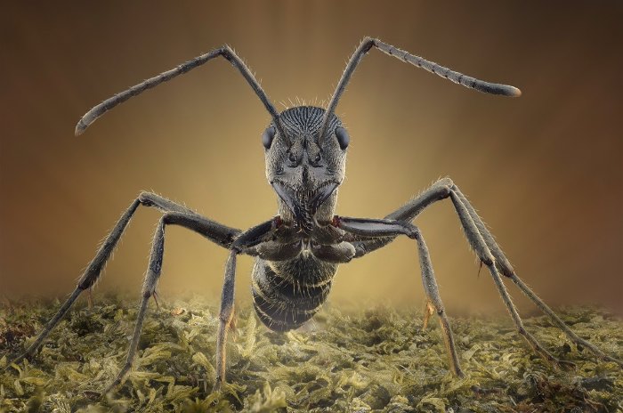 Não sei como Yudy Sauw faz essas macro fotografias. Não sei mesmo. Mas, gosto muito de como elas conseguem me deixar muito próximo do minúsculo mundo dos insetos.