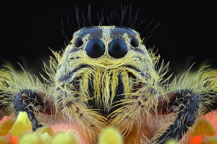 Não sei como Yudy Sauw faz essas macro fotografias. Não sei mesmo. Mas, gosto muito de como elas conseguem me deixar muito próximo do minúsculo mundo dos insetos.