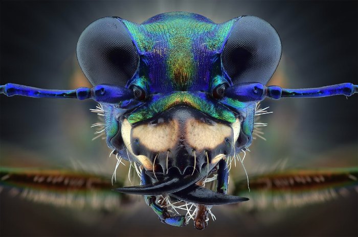 Não sei como Yudy Sauw faz essas macro fotografias. Não sei mesmo. Mas, gosto muito de como elas conseguem me deixar muito próximo do minúsculo mundo dos insetos.
