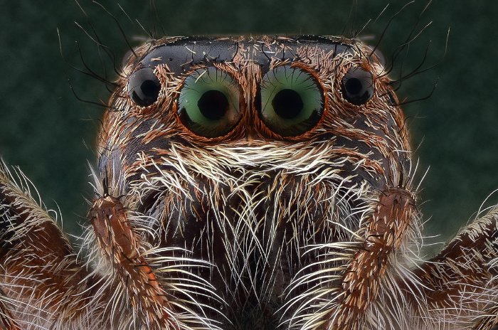 Não sei como Yudy Sauw faz essas macro fotografias. Não sei mesmo. Mas, gosto muito de como elas conseguem me deixar muito próximo do minúsculo mundo dos insetos.