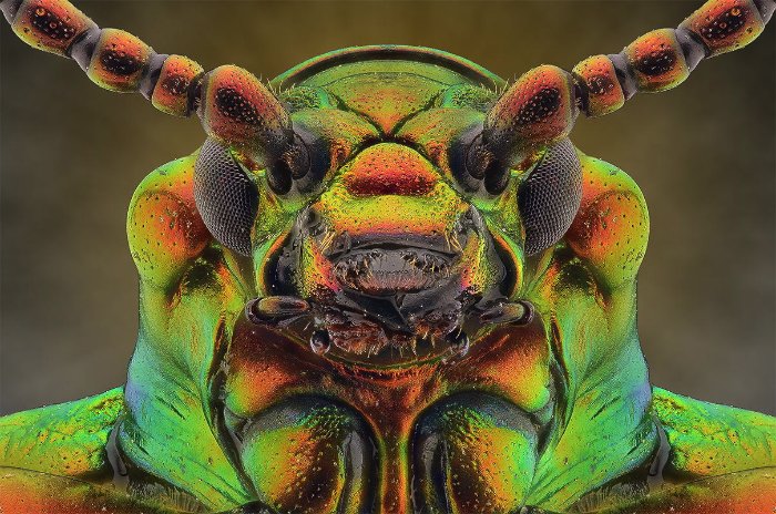 Não sei como Yudy Sauw faz essas macro fotografias. Não sei mesmo. Mas, gosto muito de como elas conseguem me deixar muito próximo do minúsculo mundo dos insetos.