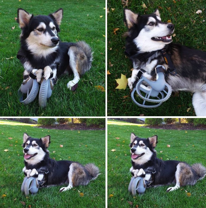 Tudo é difícil para Derby que foi resgatado e recebeu cuidados do pessoal da Peace and Paws. Foi ai que entrou o amor de Tara Anderson por animais. Ela resolveu usar do seu conhecimento de tecnologia e impressoras 3D para criar próteses para Derby. 