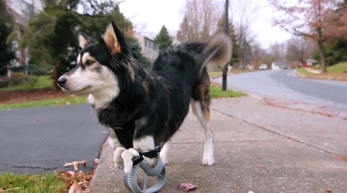 Tudo é difícil para Derby que foi resgatado e recebeu cuidados do pessoal da Peace and Paws. Foi ai que entrou o amor de Tara Anderson por animais. Ela resolveu usar do seu conhecimento de tecnologia e impressoras 3D para criar próteses para Derby. 