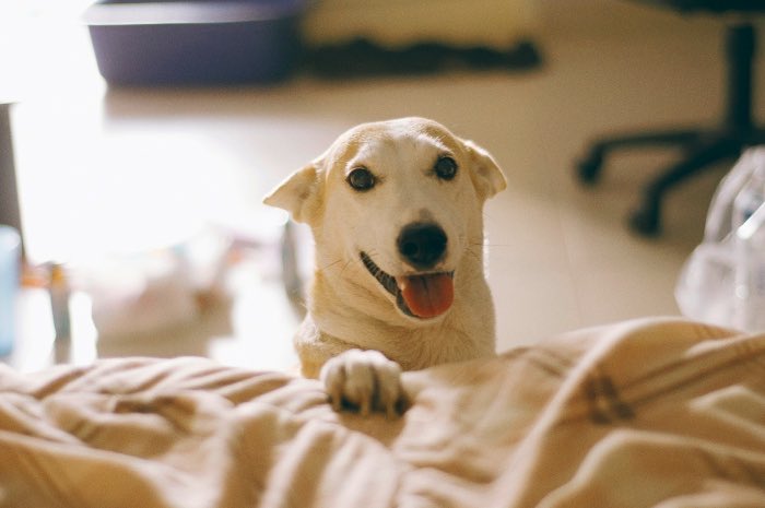 Sorasart Wisetsin encontrou Gluta nas ruas da Tailândia onde ela costumava viver antes de ser adotada. Ela não estava em um bom estado de saúde mas acabou de tornando o cachorro mais feliz do mundo como você pode ver nas fotos abaixo.