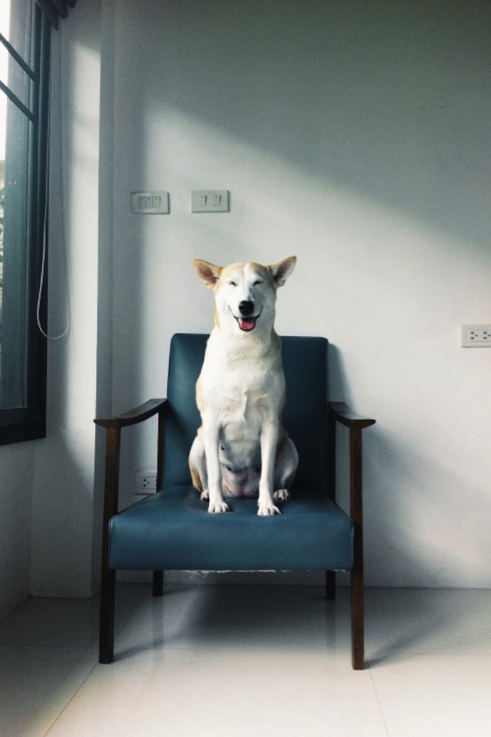 Sorasart Wisetsin encontrou Gluta nas ruas da Tailândia onde ela costumava viver antes de ser adotada. Ela não estava em um bom estado de saúde mas acabou de tornando o cachorro mais feliz do mundo como você pode ver nas fotos abaixo.