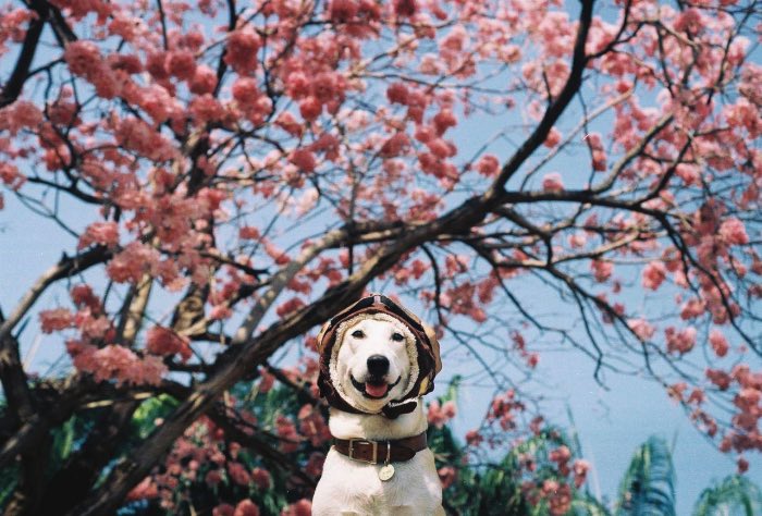 Sorasart Wisetsin encontrou Gluta nas ruas da Tailândia onde ela costumava viver antes de ser adotada. Ela não estava em um bom estado de saúde mas acabou de tornando o cachorro mais feliz do mundo como você pode ver nas fotos abaixo.