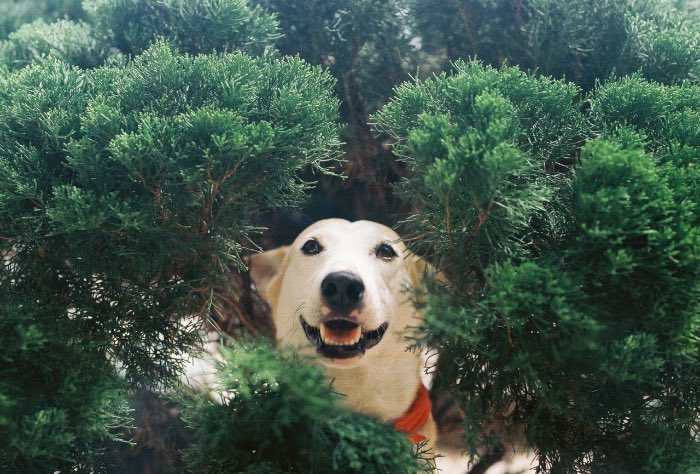 Sorasart Wisetsin encontrou Gluta nas ruas da Tailândia onde ela costumava viver antes de ser adotada. Ela não estava em um bom estado de saúde mas acabou de tornando o cachorro mais feliz do mundo como você pode ver nas fotos abaixo.