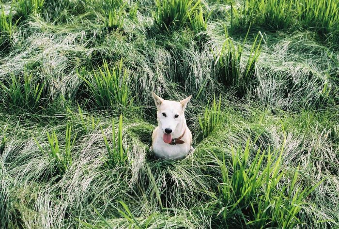 Sorasart Wisetsin encontrou Gluta nas ruas da Tailândia onde ela costumava viver antes de ser adotada. Ela não estava em um bom estado de saúde mas acabou de tornando o cachorro mais feliz do mundo como você pode ver nas fotos abaixo.