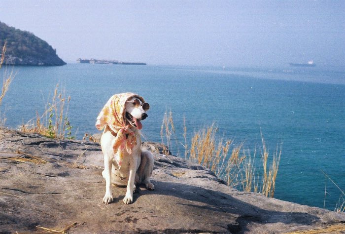 Sorasart Wisetsin encontrou Gluta nas ruas da Tailândia onde ela costumava viver antes de ser adotada. Ela não estava em um bom estado de saúde mas acabou de tornando o cachorro mais feliz do mundo como você pode ver nas fotos abaixo.