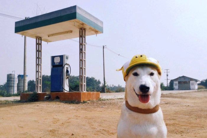 Sorasart Wisetsin encontrou Gluta nas ruas da Tailândia onde ela costumava viver antes de ser adotada. Ela não estava em um bom estado de saúde mas acabou de tornando o cachorro mais feliz do mundo como você pode ver nas fotos abaixo. width=