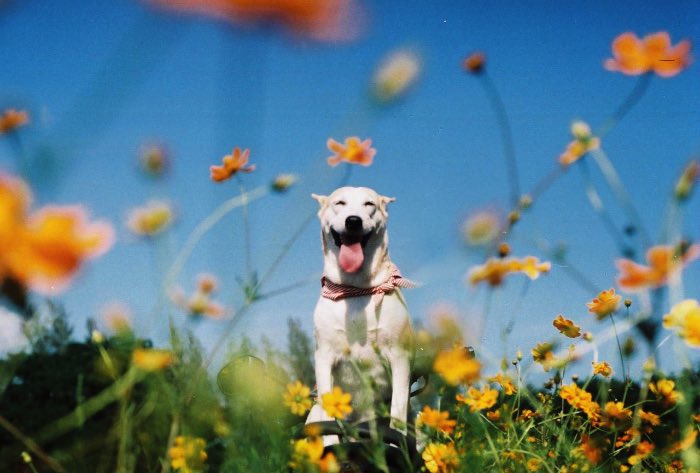 Sorasart Wisetsin encontrou Gluta nas ruas da Tailândia onde ela costumava viver antes de ser adotada. Ela não estava em um bom estado de saúde mas acabou de tornando o cachorro mais feliz do mundo como você pode ver nas fotos abaixo.