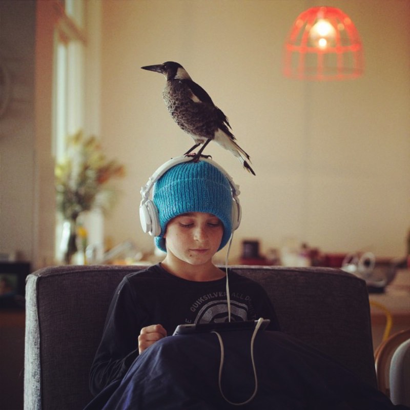 Cameron Bloom é o fotógrafo que mantêm um instagram onde ele mostra a quase mágica amizade entre um pássaro e um garoto, seu filho Noah.
