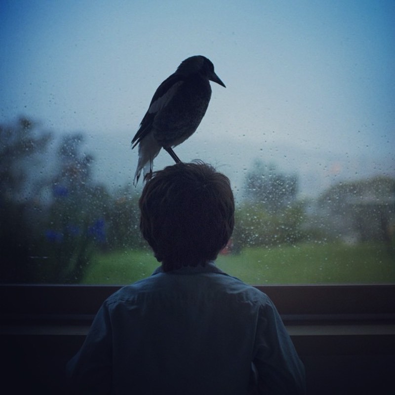 Cameron Bloom é o fotógrafo que mantêm um instagram onde ele mostra a quase mágica amizade entre um pássaro e um garoto, seu filho Noah.