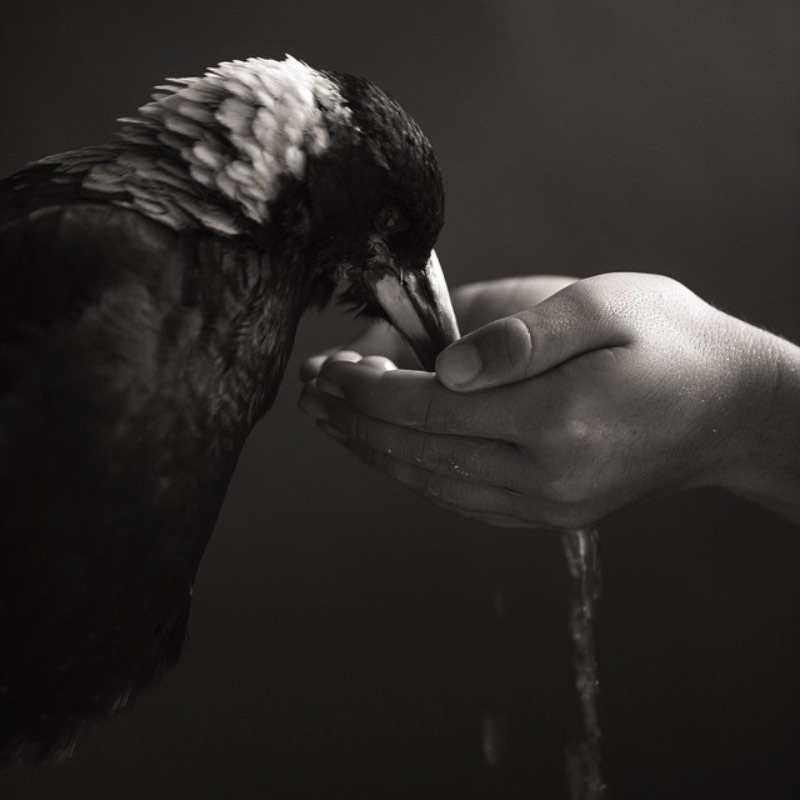 Cameron Bloom é o nome do fotógrafo que mantêm um dos melhores perfis que já vi no instagram. Lá ele mostra a quase mágica amizade entre um pássaro e um garoto, seu filho Noah.
