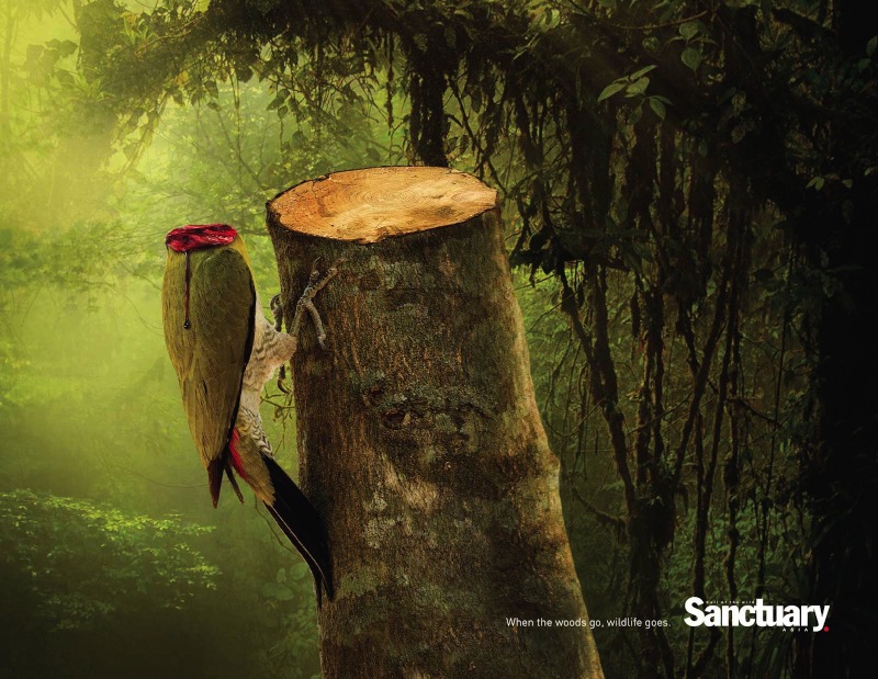 Preciso dizer, antes de tudo, que as imagens abaixo, criadas para Sanctuary Asia, são bem fortes e elas foram feitas dessa forma para mostrar a importância da mensagem. Afinal, é isso que acontece todos os dias nas florestas desmatadas do mundo.
