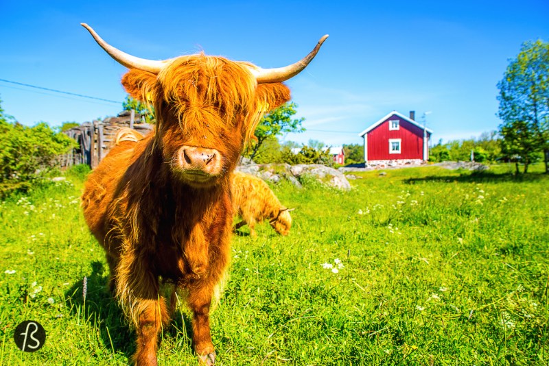 Jurmo é uma ilha remota no arquipélago de Åland, no sul da Finlândia. A Marcela Faé esteve na ilha em junho e fotografou um pouco da beleza natural e das pessoas que vivem nessa ilha perdida entre a Suécia e a Finlândia.