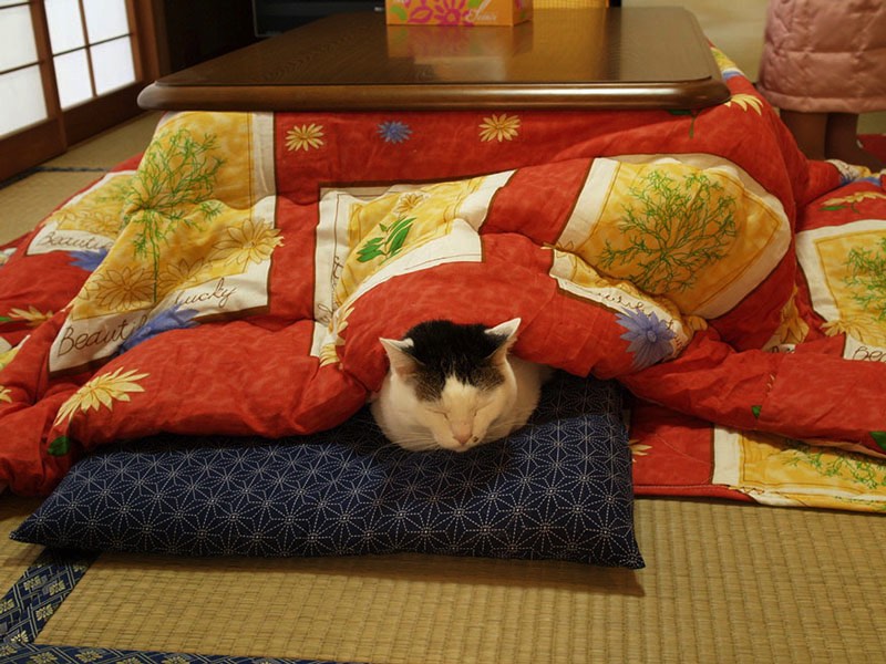 O fim do ano vem chegando e com ele, o inverno. E é sempre interessante descobrir novas maneiras de se manter aquecido nessa estação do ano. Por isso mesmo que gostei tanto da descoberta matinal direto do Japão. Kotatsu é o nome desse apetrecho estiloso e que pode ser a forma mais gostosa de ficar quente no frio do inverno.