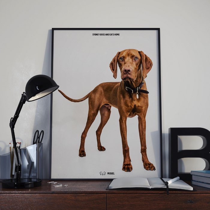 Abrigos de animais prestam serviços valiosos a sociedade ao dar uma segunda chance a todos aqueles animais que foram abandonados, abusados ou se perderam por ai. Mas, como muitas outras caridades e ONGs, eles se focam demais em maneiras não muito eficazes de se conectar com pessoas e encorajar doações e adoções. Por mais de 70 anos, o pessoal do Sydney Dogs & Cats Home existe como um santuário sem fins lucrativos, ajudando cerca de três mil cachorros e gatos todos os anos. Com o foco sempre voltado para o dia a dia do abrigo, eles acabaram deixando de lado sua identidade visual. Foi ai que entrou o trabalho da agência australiana For The People.