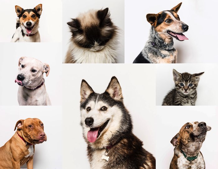 Abrigos de animais prestam serviços valiosos a sociedade ao dar uma segunda chance a todos aqueles animais que foram abandonados, abusados ou se perderam por ai. Mas, como muitas outras caridades e ONGs, eles se focam demais em maneiras não muito eficazes de se conectar com pessoas e encorajar doações e adoções. Por mais de 70 anos, o pessoal do Sydney Dogs & Cats Home existe como um santuário sem fins lucrativos, ajudando cerca de três mil cachorros e gatos todos os anos. Com o foco sempre voltado para o dia a dia do abrigo, eles acabaram deixando de lado sua identidade visual. Foi ai que entrou o trabalho da agência australiana For The People.