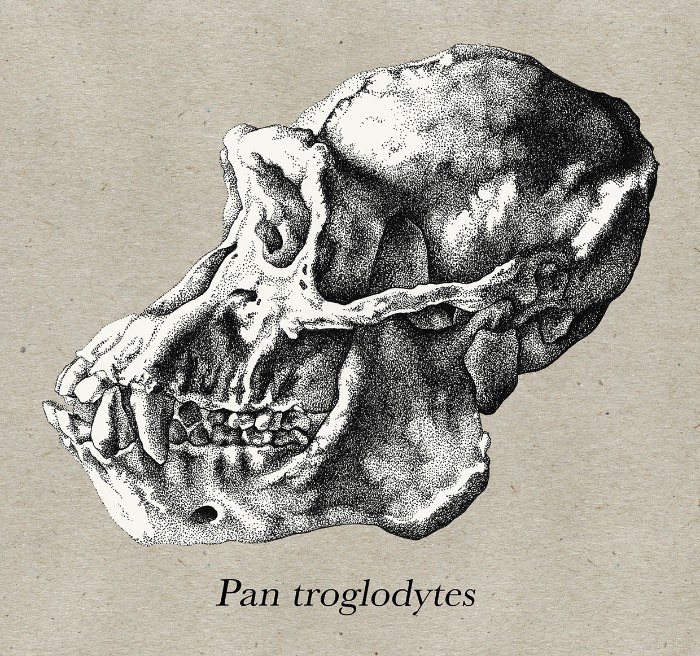 A ilustração de Katy Wiedemann explora o campo da anatomia, seja isso de animais, humanos ou pequenos insetos. E ela faz isso com uma maestria digna daqueles livros do passado que ainda usavam de ilustrações para mostrar como o corpo humano funciona.