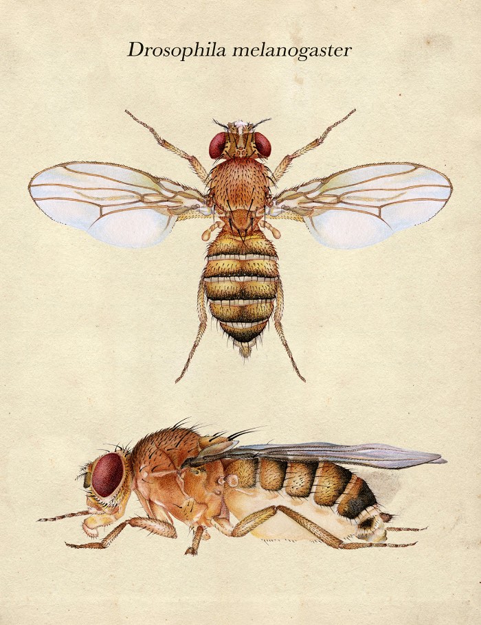 A ilustração de Katy Wiedemann explora o campo da anatomia, seja isso de animais, humanos ou pequenos insetos. E ela faz isso com uma maestria digna daqueles livros do passado que ainda usavam de ilustrações para mostrar como o corpo humano funciona.