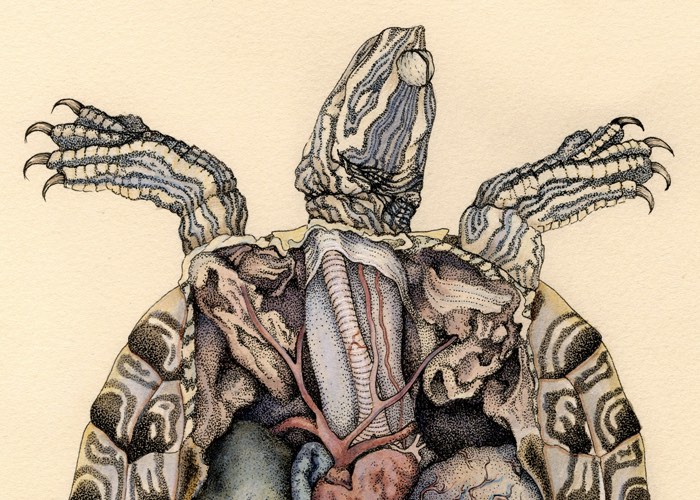 A ilustração de Katy Wiedemann explora o campo da anatomia, seja isso de animais, humanos ou pequenos insetos. E ela faz isso com uma maestria digna daqueles livros do passado que ainda usavam de ilustrações para mostrar como o corpo humano funciona.