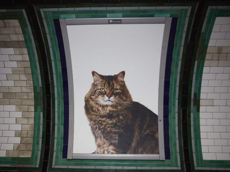 Imagine entrar em uma estação de metrô e ver que todos os anúncios foram substituídos por fotos de gatos. É isso que você vai ver se chegar na estação de Clapham Common, no sul de Londres. Tudo isso faz parte de um projeto do Citizens Advertising Takeover Service (CATS) que surgiu no Kickstarter no início de ano e acabou se tornando realidade.