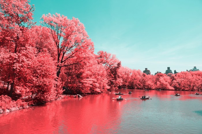 Fotografia Infravermelha de Nova Iorque por Paolo Pettigiani - Foi isso que Paolo Pettigiani fez nesse série de fotografias do Central Park em Nova Iorque. Ele usou de um filtro especial na frente das suas lentes para bloquear a luz visível e deixar apenas os outros espectros de luz visíveis. Dessa forma, as fotos que ele fez desse parque acabam mostrando plantas de um jeito bem estranho mas, o resto da paisagem, continua da mesma forma. Tijolos, água, asfalto e outras superfícies continuam iguais e todas as plantas estão vermelhas. Algo bem onírico, no meu ponto de vista.