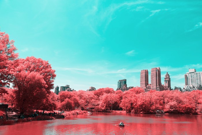 Fotografia Infravermelha de Nova Iorque por Paolo Pettigiani - Foi isso que Paolo Pettigiani fez nesse série de fotografias do Central Park em Nova Iorque. Ele usou de um filtro especial na frente das suas lentes para bloquear a luz visível e deixar apenas os outros espectros de luz visíveis. Dessa forma, as fotos que ele fez desse parque acabam mostrando plantas de um jeito bem estranho mas, o resto da paisagem, continua da mesma forma. Tijolos, água, asfalto e outras superfícies continuam iguais e todas as plantas estão vermelhas. Algo bem onírico, no meu ponto de vista.