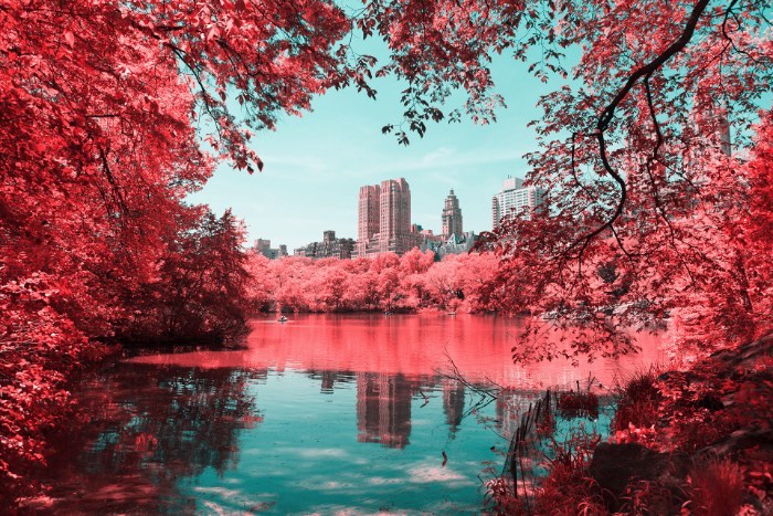 Fotografia Infravermelha de Nova Iorque por Paolo Pettigiani - Foi isso que Paolo Pettigiani fez nesse série de fotografias do Central Park em Nova Iorque. Ele usou de um filtro especial na frente das suas lentes para bloquear a luz visível e deixar apenas os outros espectros de luz visíveis. Dessa forma, as fotos que ele fez desse parque acabam mostrando plantas de um jeito bem estranho mas, o resto da paisagem, continua da mesma forma. Tijolos, água, asfalto e outras superfícies continuam iguais e todas as plantas estão vermelhas. Algo bem onírico, no meu ponto de vista.