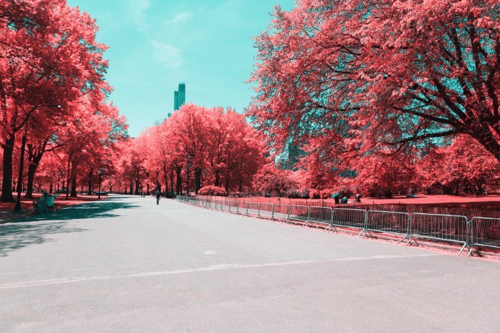 Fotografia Infravermelha de Nova Iorque por Paolo Pettigiani - Foi isso que Paolo Pettigiani fez nesse série de fotografias do Central Park em Nova Iorque. Ele usou de um filtro especial na frente das suas lentes para bloquear a luz visível e deixar apenas os outros espectros de luz visíveis. Dessa forma, as fotos que ele fez desse parque acabam mostrando plantas de um jeito bem estranho mas, o resto da paisagem, continua da mesma forma. Tijolos, água, asfalto e outras superfícies continuam iguais e todas as plantas estão vermelhas. Algo bem onírico, no meu ponto de vista.