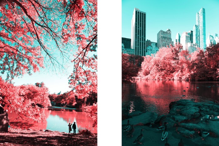 Fotografia Infravermelha de Nova Iorque por Paolo Pettigiani - Foi isso que Paolo Pettigiani fez nesse série de fotografias do Central Park em Nova Iorque. Ele usou de um filtro especial na frente das suas lentes para bloquear a luz visível e deixar apenas os outros espectros de luz visíveis. Dessa forma, as fotos que ele fez desse parque acabam mostrando plantas de um jeito bem estranho mas, o resto da paisagem, continua da mesma forma. Tijolos, água, asfalto e outras superfícies continuam iguais e todas as plantas estão vermelhas. Algo bem onírico, no meu ponto de vista.