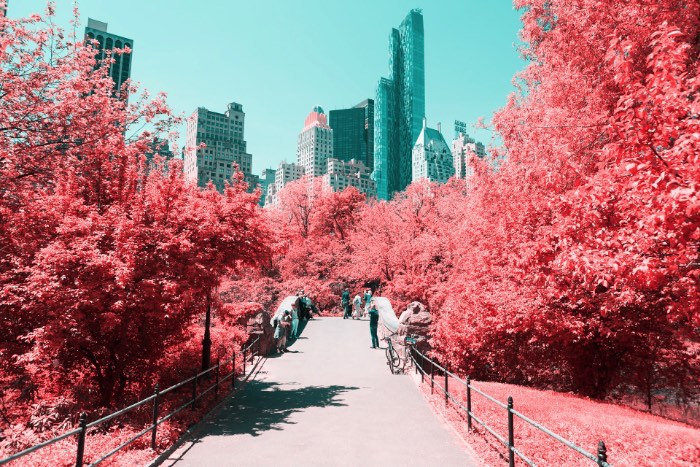 Fotografia Infravermelha de Nova Iorque por Paolo Pettigiani - Foi isso que Paolo Pettigiani fez nesse série de fotografias do Central Park em Nova Iorque. Ele usou de um filtro especial na frente das suas lentes para bloquear a luz visível e deixar apenas os outros espectros de luz visíveis. Dessa forma, as fotos que ele fez desse parque acabam mostrando plantas de um jeito bem estranho mas, o resto da paisagem, continua da mesma forma. Tijolos, água, asfalto e outras superfícies continuam iguais e todas as plantas estão vermelhas. Algo bem onírico, no meu ponto de vista.