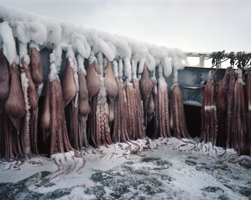Corey Arnold é um fotógrafo que trabalhou muitos anos como pescador nas águas frias do Alaska. Foram nas águas escuras do Estreito de Bering que ele criou seu projeto chamado Aleutian Dreams, onde ele documenta a vida e o trabalho nesse local distante do resto do mundo. Lá, você vê raposas, águias e todos aqueles pássaros que querem se alimentar da difícil pesca que acontece em um cenário tão especial quanto esse.