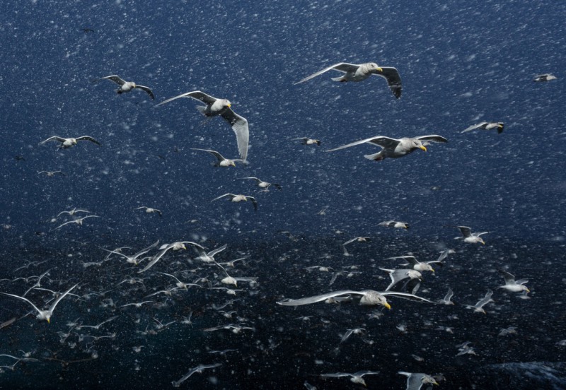 Corey Arnold é um fotógrafo que trabalhou muitos anos como pescador nas águas frias do Alaska. Foram nas águas escuras do Estreito de Bering que ele criou seu projeto chamado Aleutian Dreams, onde ele documenta a vida e o trabalho nesse local distante do resto do mundo. Lá, você vê raposas, águias e todos aqueles pássaros que querem se alimentar da difícil pesca que acontece em um cenário tão especial quanto esse.