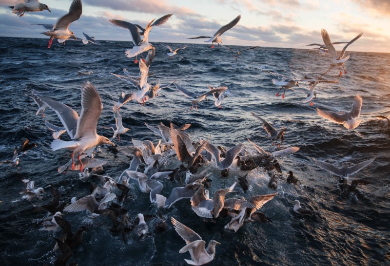 Corey Arnold é um fotógrafo que trabalhou muitos anos como pescador nas águas frias do Alaska. Foram nas águas escuras do Estreito de Bering que ele criou seu projeto chamado Aleutian Dreams, onde ele documenta a vida e o trabalho nesse local distante do resto do mundo. Lá, você vê raposas, águias e todos aqueles pássaros que querem se alimentar da difícil pesca que acontece em um cenário tão especial quanto esse.