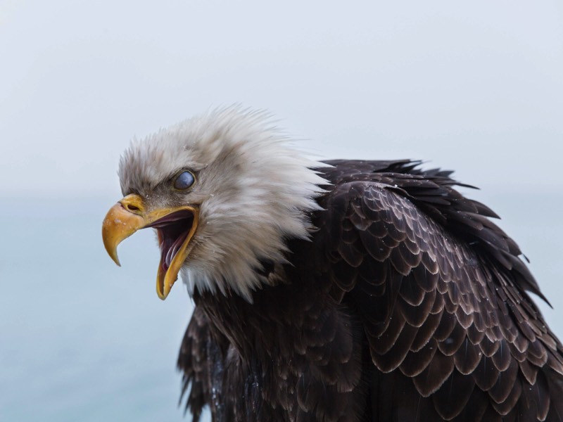 Corey Arnold é um fotógrafo que trabalhou muitos anos como pescador nas águas frias do Alaska. Foram nas águas escuras do Estreito de Bering que ele criou seu projeto chamado Aleutian Dreams, onde ele documenta a vida e o trabalho nesse local distante do resto do mundo. Lá, você vê raposas, águias e todos aqueles pássaros que querem se alimentar da difícil pesca que acontece em um cenário tão especial quanto esse.