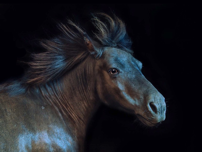 Andrew McGibbon é um fotógrafo londrino com um portfólio repleto de fotografias atmosféricas de animais de um jeito que você nunca viu antes. Nessas fotos você vai ver jacarés que parecem ter saído de uma sessão de fotos de moda, cobertos por fumaça e por muitas cores que refletem em seu couro. Sério, eu achei fenomenal.
