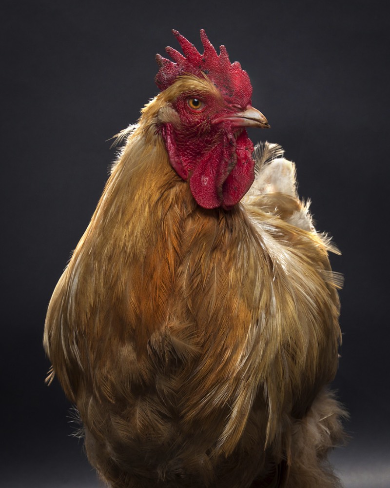 Andrew McGibbon é um fotógrafo londrino com um portfólio repleto de fotografias atmosféricas de animais de um jeito que você nunca viu antes. Nessas fotos você vai ver jacarés que parecem ter saído de uma sessão de fotos de moda, cobertos por fumaça e por muitas cores que refletem em seu couro. Sério, eu achei fenomenal.