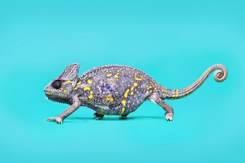 Andrew McGibbon é um fotógrafo londrino com um portfólio repleto de fotografias atmosféricas de animais de um jeito que você nunca viu antes. Nessas fotos você vai ver jacarés que parecem ter saído de uma sessão de fotos de moda, cobertos por fumaça e por muitas cores que refletem em seu couro. Sério, eu achei fenomenal.