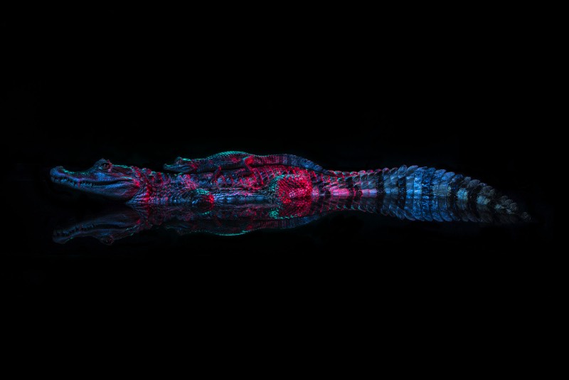 Andrew McGibbon é um fotógrafo londrino com um portfólio repleto de fotografias atmosféricas de animais de um jeito que você nunca viu antes. Nessas fotos você vai ver jacarés que parecem ter saído de uma sessão de fotos de moda, cobertos por fumaça e por muitas cores que refletem em seu couro. Sério, eu achei fenomenal.