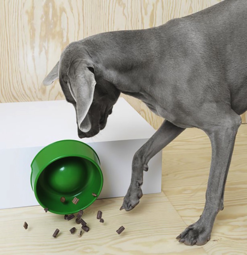 A IKEA é uma dessas lojas que você visita sabendo que vai encontrar de tudo. Agora, isso é uma afirmação ainda mais verdadeira já que eles acabaram de lançar uma linha de móveis para pets. Sim, uma IKEA para gatos e cachorros cheia de móveis e acessórios para um dos membros mais importantes de qualquer família. 