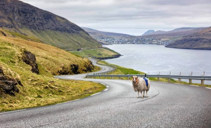 Existem muitos caminhos que são difíceis de passar quando se trata das Ilhas Faroe. Estive lá na Páscoa de 2016 e posso dizer que essas ilhas, localizadas entre a Noruega e a Islândia, são de uma geografia bem complicada. Foi pensando nisso que, no ano passado, surgiu uma petição pedido ao Google, que incluísse as ilhas no Street View do Google Maps. Afinal, se existe Street View nas Ilhas Galápagos e na Grande Barreira de Corais, porque que as Ilhas Faroe não podem ter esse mesmo privilégio? Para resolver esse problema, surgiu Sheep View 360.