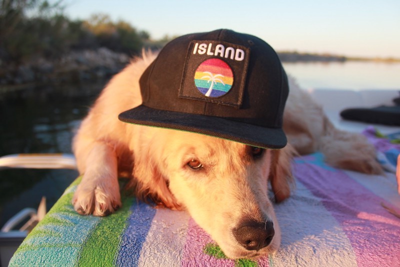 Existe alguma coisa no na simplicidade e na estética da identidade visual da Island que me leva direto para os filmes que já vi sobre a Costa Oeste Norte Americana. Essa marca de cigarros de maconha resolveu adotar tudo que você já pensou sobre a Califórnia como elemento visual e fez isso com primores. 