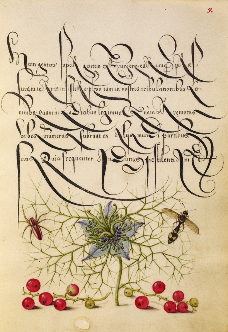 Mira Calligraphiae Monumenta é o resultado de décadas de trabalho de caligrafia entre o mestre escriba chamado Georg Bocksay, nascido no que hoje seria a Croácia, e o artista flamenco Joris Hoefnagel. Tudo começou em cerca de 1560, quando Georg Bocksay era o secretário do Imperador do Sagrado Império Romando, Ferdinando I. O mestre escriba resolvei produzir um catálogo que mostrasse todos os diferentes estilos caligráficos que ele poderia utilizar no seu trabalho. Dessa forma, ele poderia apresentar um portfólio da sua caligrafia que mostrasse seu repertório para quem interessasse no que ele fazia.