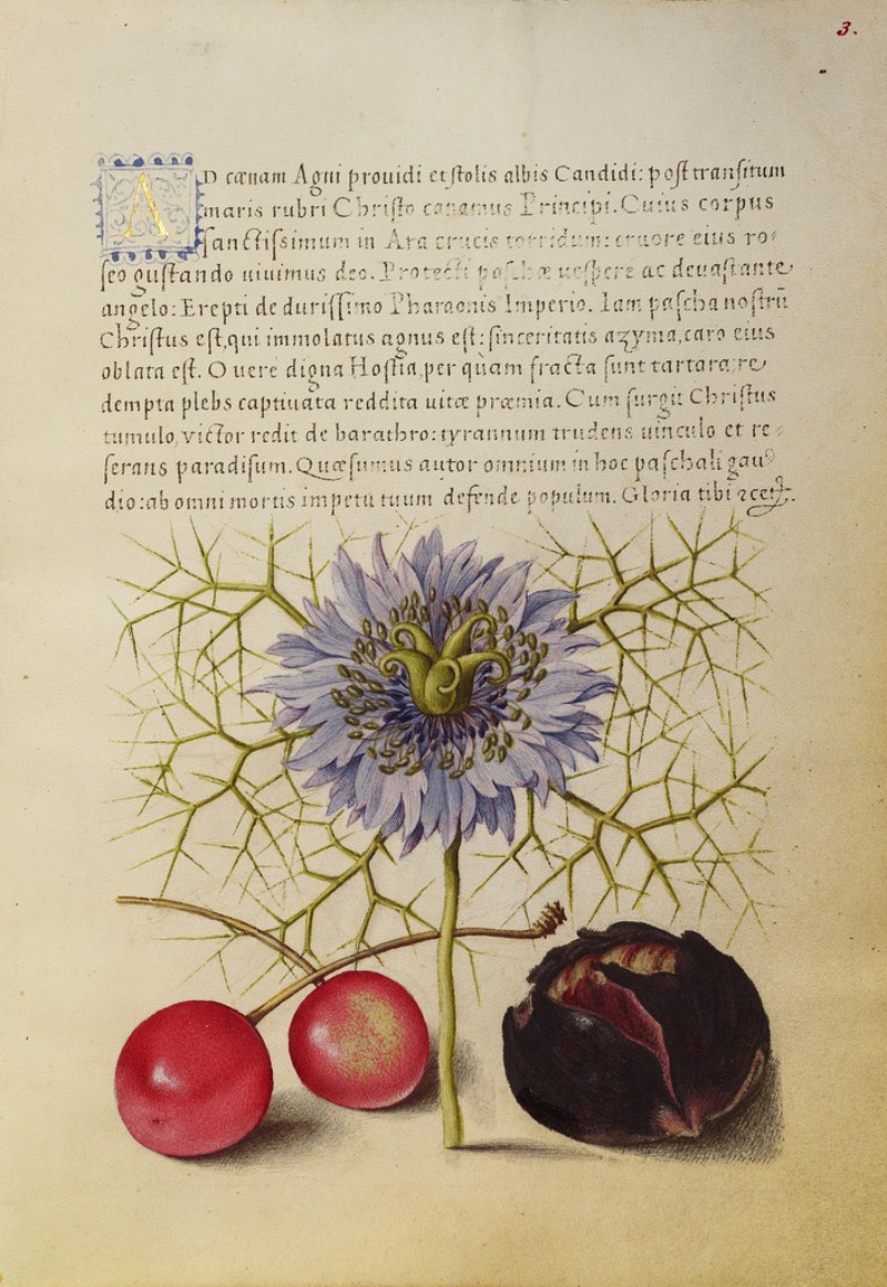 Mira Calligraphiae Monumenta é o resultado de décadas de trabalho de caligrafia entre o mestre escriba chamado Georg Bocksay, nascido no que hoje seria a Croácia, e o artista flamenco Joris Hoefnagel. Tudo começou em cerca de 1560, quando Georg Bocksay era o secretário do Imperador do Sagrado Império Romando, Ferdinando I. O mestre escriba resolvei produzir um catálogo que mostrasse todos os diferentes estilos caligráficos que ele poderia utilizar no seu trabalho. Dessa forma, ele poderia apresentar um portfólio da sua caligrafia que mostrasse seu repertório para quem interessasse no que ele fazia.