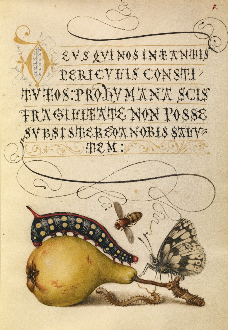 Mira Calligraphiae Monumenta é o resultado de décadas de trabalho de caligrafia entre o mestre escriba chamado Georg Bocksay, nascido no que hoje seria a Croácia, e o artista flamenco Joris Hoefnagel. Tudo começou em cerca de 1560, quando Georg Bocksay era o secretário do Imperador do Sagrado Império Romando, Ferdinando I. O mestre escriba resolvei produzir um catálogo que mostrasse todos os diferentes estilos caligráficos que ele poderia utilizar no seu trabalho. Dessa forma, ele poderia apresentar um portfólio da sua caligrafia que mostrasse seu repertório para quem interessasse no que ele fazia.