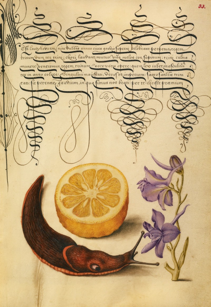 Mira Calligraphiae Monumenta é o resultado de décadas de trabalho de caligrafia entre o mestre escriba chamado Georg Bocksay, nascido no que hoje seria a Croácia, e o artista flamenco Joris Hoefnagel. Tudo começou em cerca de 1560, quando Georg Bocksay era o secretário do Imperador do Sagrado Império Romando, Ferdinando I. O mestre escriba resolvei produzir um catálogo que mostrasse todos os diferentes estilos caligráficos que ele poderia utilizar no seu trabalho. Dessa forma, ele poderia apresentar um portfólio da sua caligrafia que mostrasse seu repertório para quem interessasse no que ele fazia.
