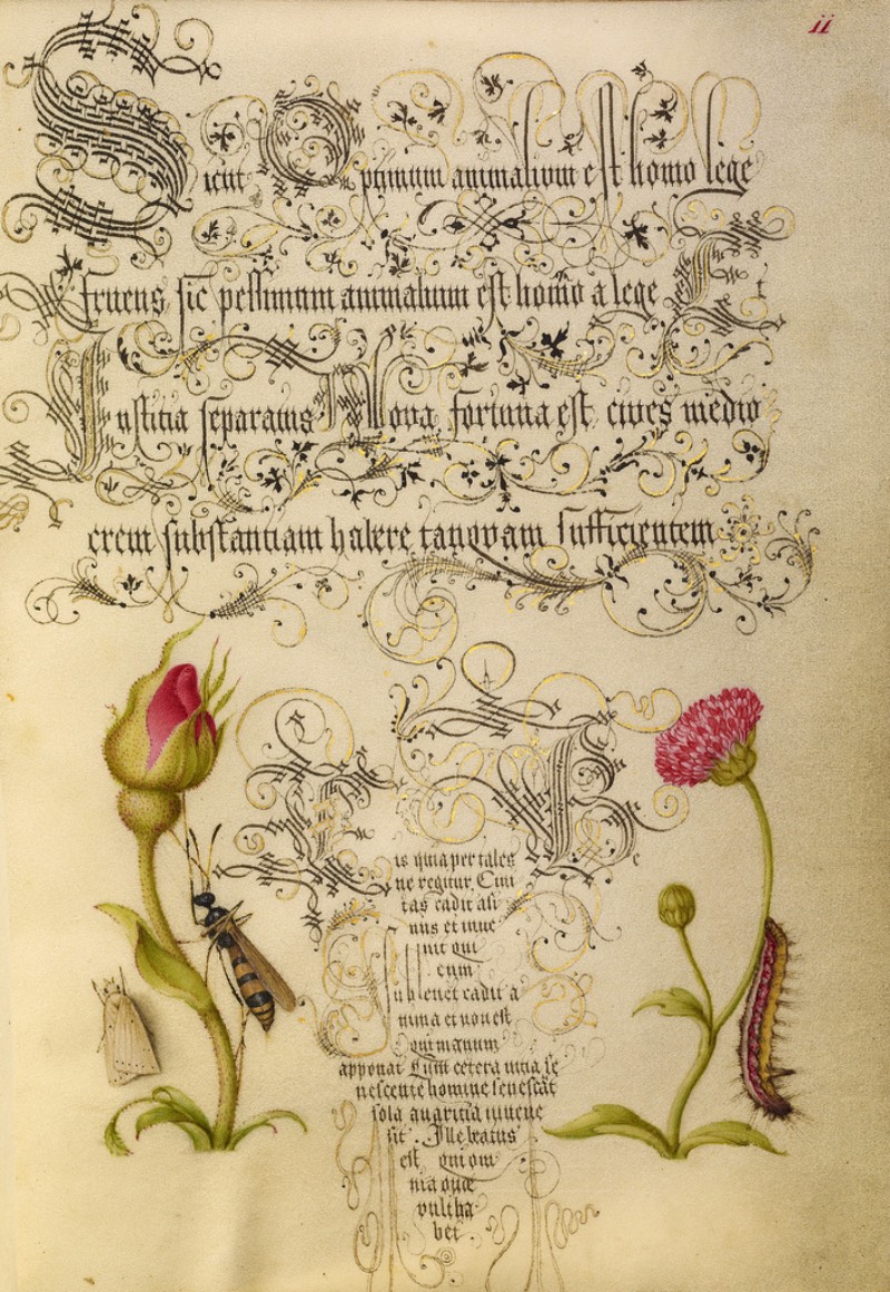 Mira Calligraphiae Monumenta é o resultado de décadas de trabalho de caligrafia entre o mestre escriba chamado Georg Bocksay, nascido no que hoje seria a Croácia, e o artista flamenco Joris Hoefnagel. Tudo começou em cerca de 1560, quando Georg Bocksay era o secretário do Imperador do Sagrado Império Romando, Ferdinando I. O mestre escriba resolvei produzir um catálogo que mostrasse todos os diferentes estilos caligráficos que ele poderia utilizar no seu trabalho. Dessa forma, ele poderia apresentar um portfólio da sua caligrafia que mostrasse seu repertório para quem interessasse no que ele fazia.